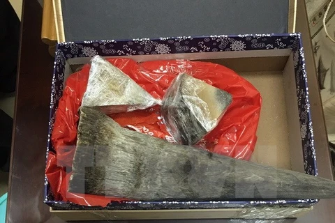Rhino horn smuggling case busted in HCM City