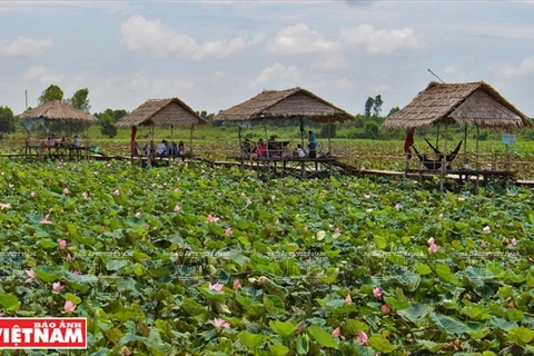 Go Thap lotus field well-known in Dong Thap