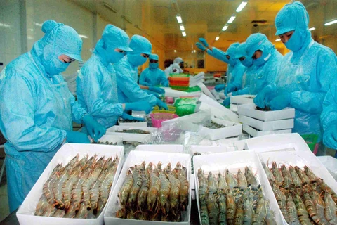 Vietnam – biggest processed shrimp supplier for Australia 