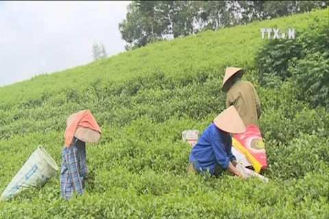 VN tea exporters enjoy record year