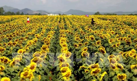 2016 sunflower festival kicks off