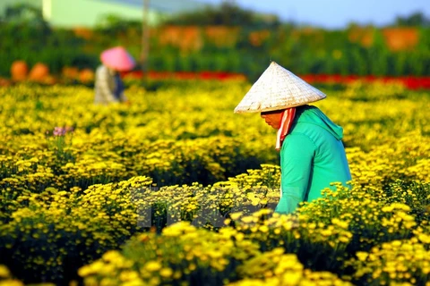 Tet flowers colour gardens across HCM City