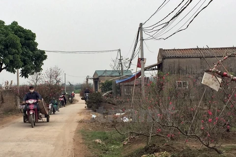 Tet markets bustling across Hanoi