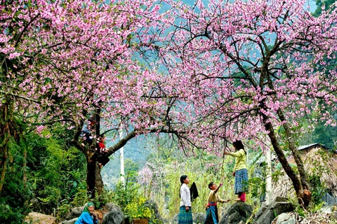 Cherry blossoms on former battlefield stun visitors