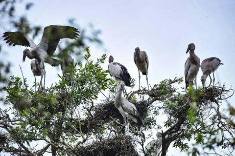 Rare birds crowd in Tram Chim National Park