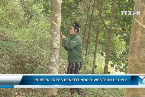 Rubber trees benefit northwestern people