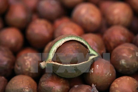 Macadamia growers advised to be cautious