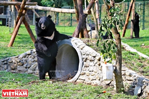 New home for rescued capitive bears in Vinh Phuc