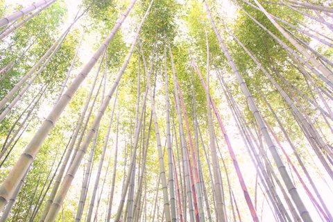 Cao Bang boasts film set-like bamboo forests 