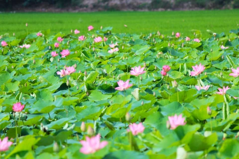 Thap Muoi lotus lake lures tourists
