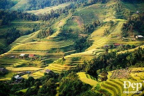 Terraced rice fields in Hoang Su Phi in ripe season