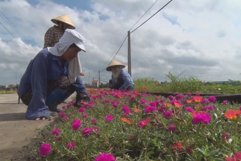 Rural women join to beautify living space
