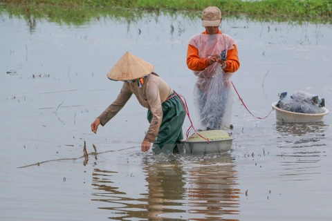 Fishing during flooding season in Hau Giang