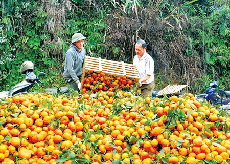 Orange trees yield unexpected results for ethnic groups in Yen Bai