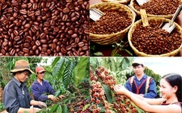 Urgent solutions needed to boost coffee’s sector