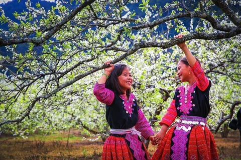 Moc Chau full of white apricot blossoms in spring