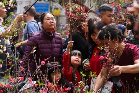 Hang Luoc flower market busy ahead of Tet festival