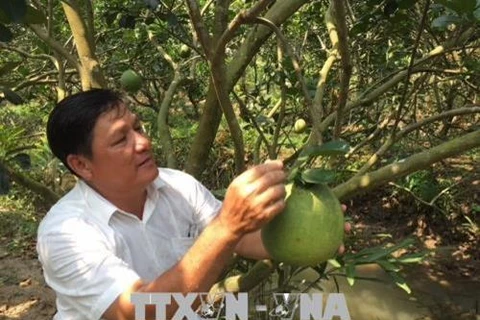 Ben Tre's pomelo earns geographical indication