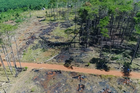 Dak Nong: Pine forests along Highway 28 being wiped out