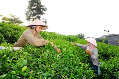 Businesses, farmers struggle to develop tea brands