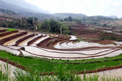 Lai Chau terraced field in rainy season