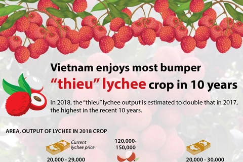 Vietnam enjoys most bumper "thieu" lychee crop in 10 years