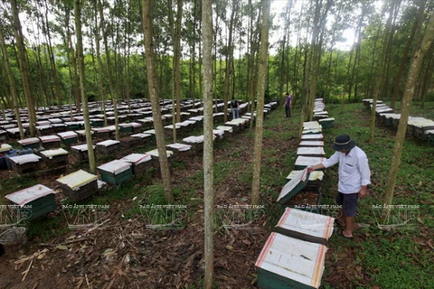 Farmers hope to get rich from beekeeping