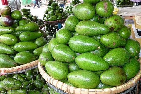 Avocado festival of M’Nong ethnic group re-enacted