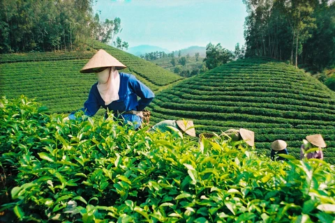 Vietnam’s tea exports fall 6.9 percent in revenue