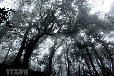 Grandiose beauty of Ta Lien Son forest in Lai Chau 