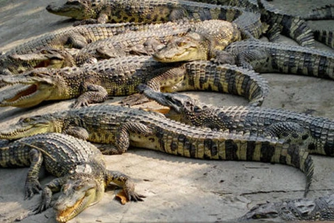Ho Chi Minh City boosts crocodile product exports 