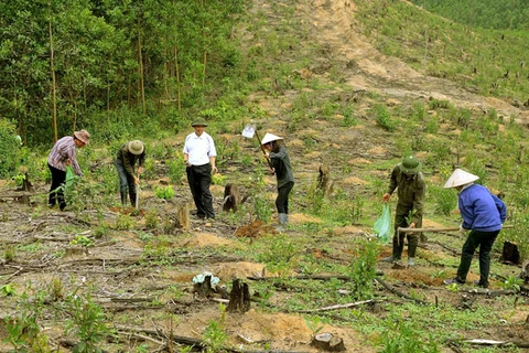 Phinh Ho: spotlight on forest protection