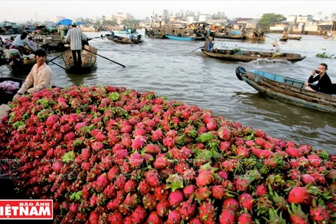 Mekong Delta region charms visitors