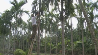 Areca trees improve livelihoods in Nam Dinh's commune