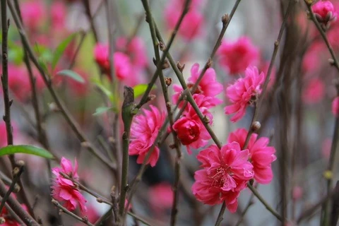 Pink blossoms symbolise luck for Tet 