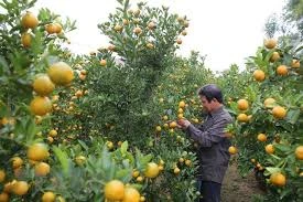 Kumquat tree - favoured plant for Tet 