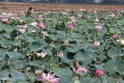 Lotus seedpods bring good money to farmers in Dong Thap