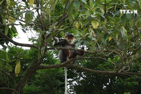Da Nang moves to protect rare primates 