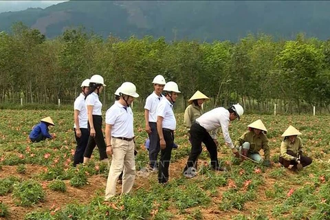 Quang Binh develops hillside medicinal plants