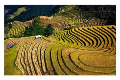 Terraced rice fields in Mu Cang Chai turn yellow