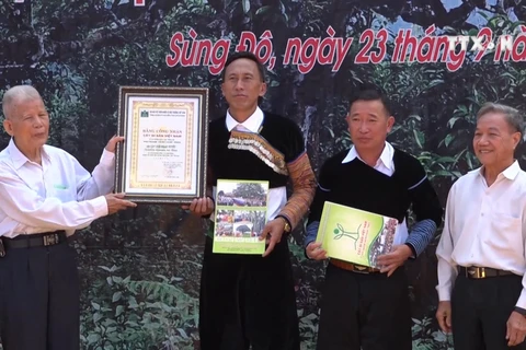 Ancient tea trees in Yen Bai receive recognition