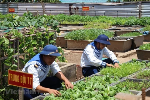 After their training, soldiers on An Bang Island tend their vegetable garden (Photo: VietnamPlus)