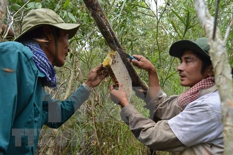 Ca Mau’s special apiculture recognised as intangible cultural heritage