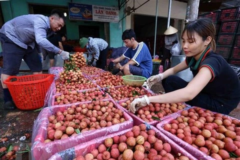 Businesses team up with Bac Giang farmers in selling lychee