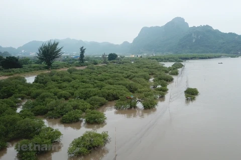 Vietnam’s biodiversity declines at different levels