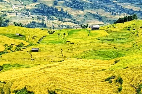 Marvelous “golden season” on terraced ripening paddy fields of Y Ty 