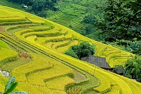 Chasing gold in Hoang Su Phi terraced rice fields