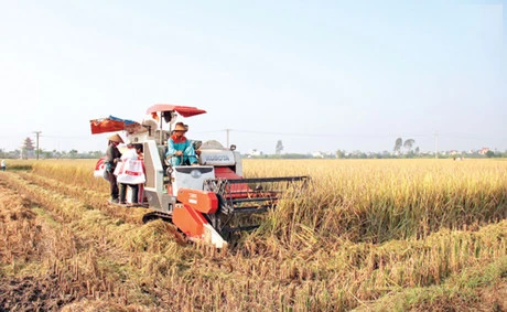Farmers in Thai Binh city join hands to improve livelihoods