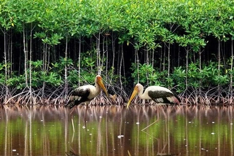 Vietnam strives to conserve, sustainably use wetlands