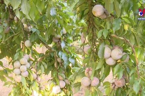 Moc Chau’s out-of-season plums